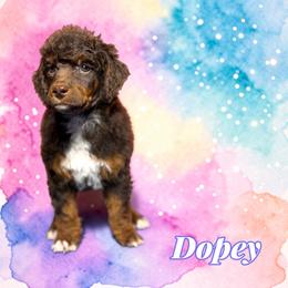 Dopey - Phantom male Poodle puppy in Pink Hill, North Carolina from Boodle's Standard Poodles