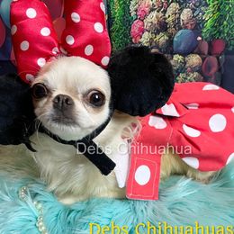 Lacy - Chihuahua