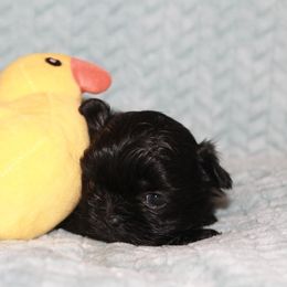 Shihpoo Puppies from 🧸 Teddies