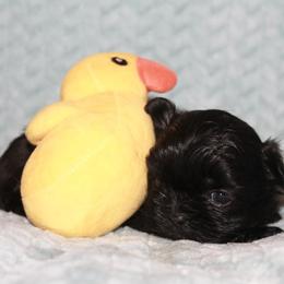 Shihpoo Puppies from 🧸 Teddies