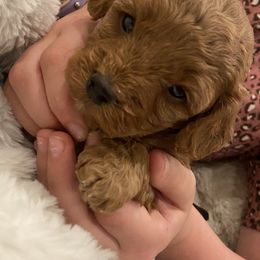 Cavapoo Puppies from Cinda's Cavapoos