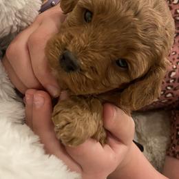 Cavapoo Puppies from Cinda's Cavapoos