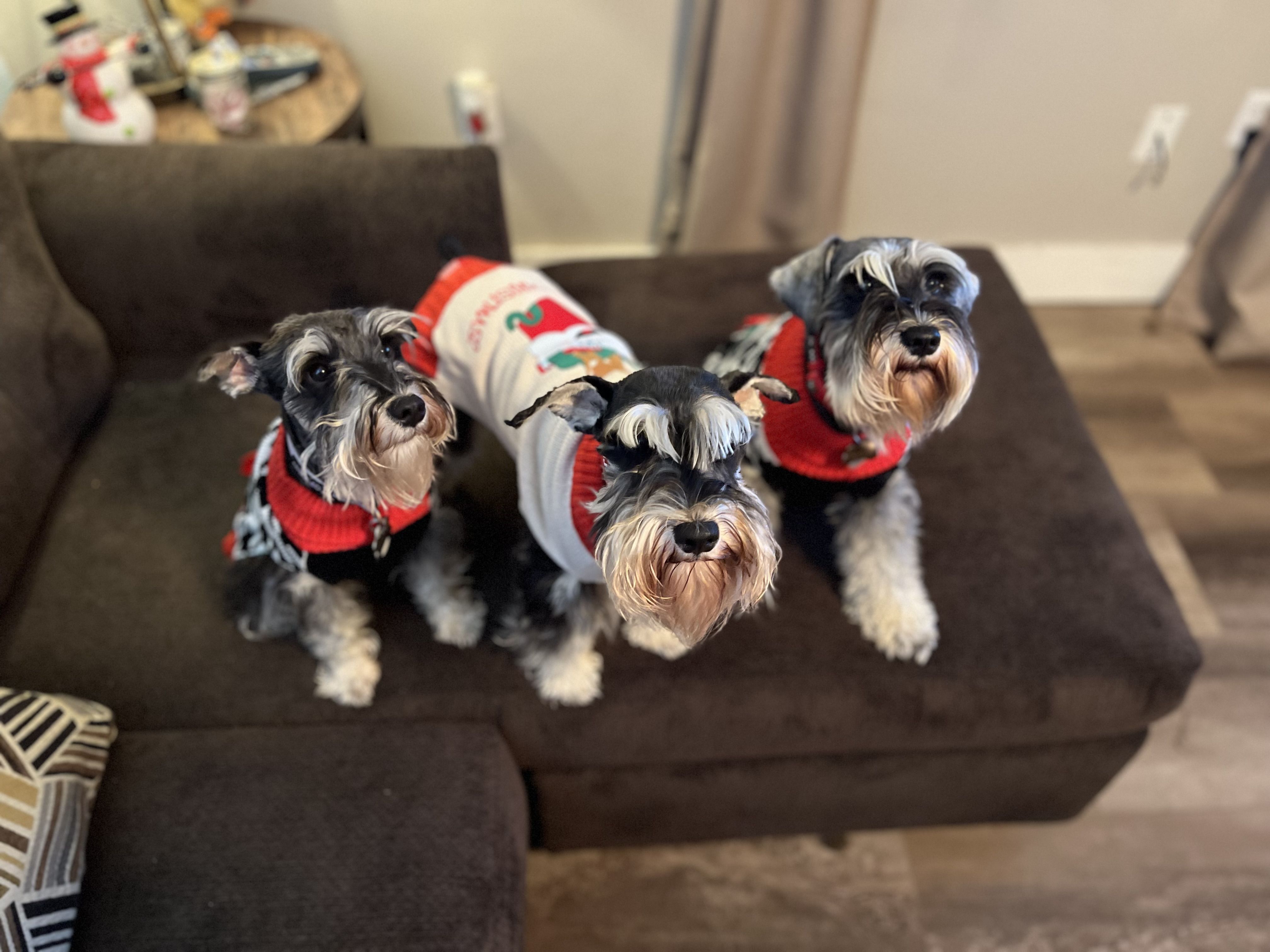 Parsons’ Kennels in Arkansas Miniature Schnauzer puppies Good Dog