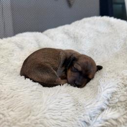 Sadie - Sable female Dachshund puppy in Modesto, California from Raws Doxies