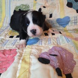 Stout - Black and white male Border Collie puppy in Gaffney, South Carolina from On the Lamb