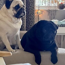 Pug All Grown Up from Purelypugs.love