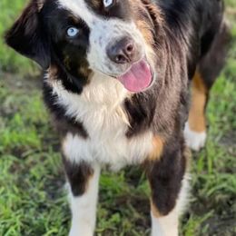Miniature American Shepherds and Toy Australian Shepherds from Brushy Creek Mini Aussies