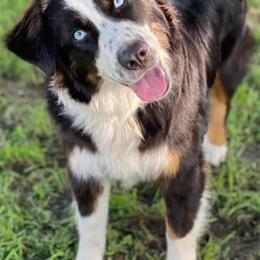 Miniature American Shepherds and Toy Australian Shepherds from Brushy Creek Mini Aussies