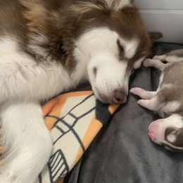 Siberian Husky Puppies from TRUHUSKY SIBERIANS