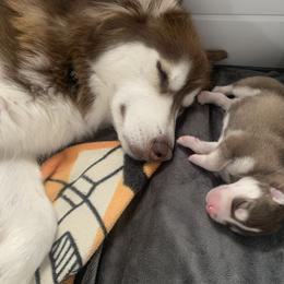 Siberian Husky Puppies from TRUHUSKY SIBERIANS