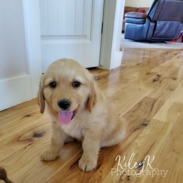 Golden Retriever Puppies from SK Golden Retrievers