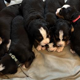 Bernedoodles and Bernese Mountain Dogs from Sage Hills Bernedoodles
