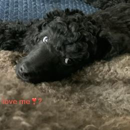 Red-RUBY - Black female Poodle puppy in Hamilton Square, New Jersey from Sweet Standards