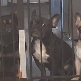 French Bulldogs from 816frenchies