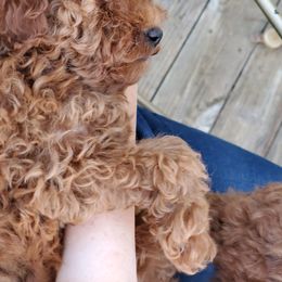 Poodle All Grown Up from Little Red Poodles