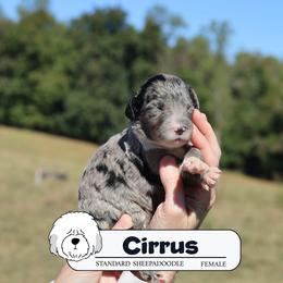 Cirrus - Blue merle female Sheepadoodle puppy in Cleveland, Tennessee from Narrow Path Old English & Sheepadoodles