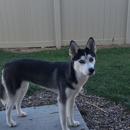 Pepper - Siberian Husky