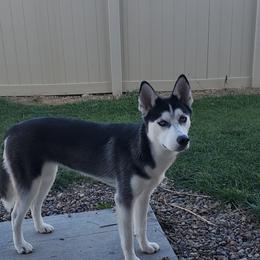 Pepper - Siberian Husky