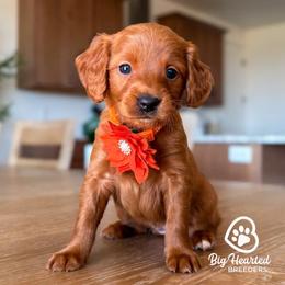 Velma - Red  female Goldendoodle puppy in Utah County, Utah from Big Hearted Breeders