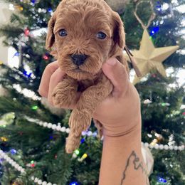 Coconut - Red female Cavapoo puppy in Tucson, Arizona from Indie Boo’s mini Cavapoos