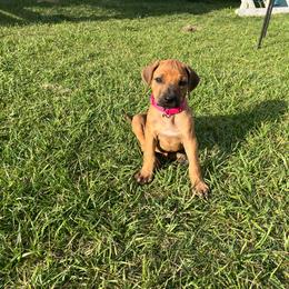 Pinky - Rd whtn blk nose female Rhodesian Ridgeback puppy in Botkins, Ohio from River Rock Ridgebacks