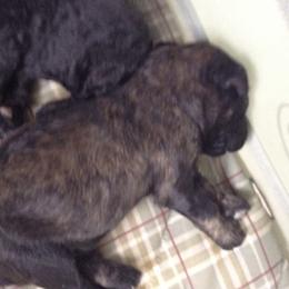 Poodle Puppies from Champion Standard Poodle pups