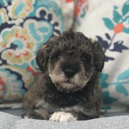Goldendoodle, Schnoodle, and Sheepadoodle Puppies from Dood Ranch