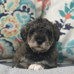 Goldendoodle, Schnoodle, and Sheepadoodle Puppies from Dood Ranch