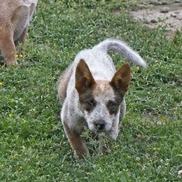 Glacier - On Sale Til 23rd - Red mottled female Australian Cattle Dog puppy in Oronogo, Missouri from Dutton's Show Me Farms