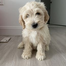 Goldendoodle Puppies from Mini Goldendoodles of New England