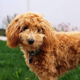 Bernedoodle and Goldendoodle All Grown Up from Highland Goldendoodles