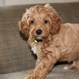 Neon Green Collar Boy - Apricot male Cavapoo puppy in Almira, Washington from Cavapoo Cuddles