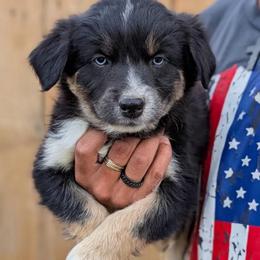 Stella (White Colar) - Black tri-color female Australian Shepherd puppy in Coulee City, Washington from Mr and Mrs Doodle Farm
