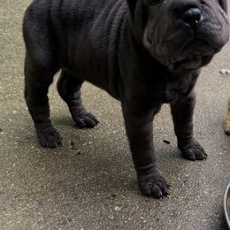 Lil Kim - Black female Chinese Shar-Pei puppy in North Carolina from Amy Mahaffey's Chinese Shar-Pei
