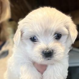 Pistol- Salmon - White female Coton de Tulear puppy in Rubicon, Wisconsin from Purplehaze Acres Cotons de Tulear