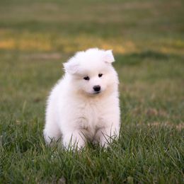 Samoyed Puppies from Easter’s Dogwood Acres