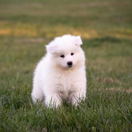 Samoyed Puppies from Easter’s Dogwood Acres