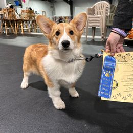 Pembroke Welsh Corgi Puppies from California Corgi Butts