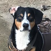 Entlebucher Mountain Dogs from Darcy’s Pride