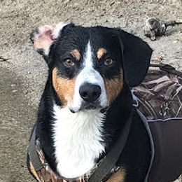 Entlebucher Mountain Dogs from Darcy’s Pride