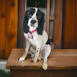 Ellie - Cocker Spaniel
