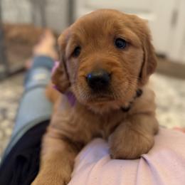 Golden Retriever and Labrador Retriever Puppies from All Around Retrievers