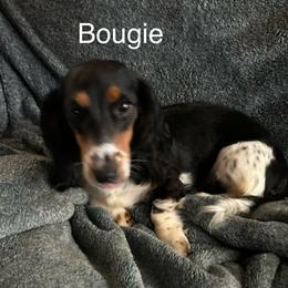 Boujee - Dachshund