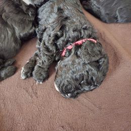 Goldendoodle Puppies from Haven Goldendoodles