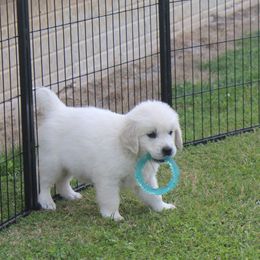 Golden Retriever Puppies from NorthCoastGoldenRetrieversLLC
