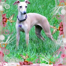 Azawakh and Italian Greyhound All Grown Up from Noblewinds