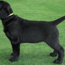 Girl 1 - Black female Labrador Retriever puppy in Chiefland, Florida from McCracker Pond Labradors