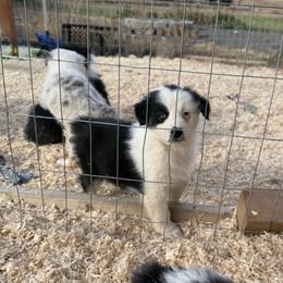Lady - Black tri-color female Australian Shepherd puppy in Ellensburg, Washington from Creekside Aussies