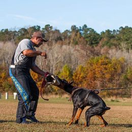 Doberman Pinscher Puppies from Imperium Dobermann Kennel