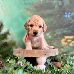 Clover - Apricot female Goldendoodle puppy in Haltom City, Texas from Ohana Doodles
